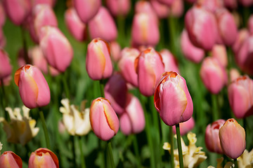 Image showing Blooming tulips flowerbed in Keukenhof flower garden, Netherland