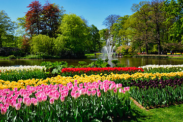 Image showing Blooming tulips flowerbed in Keukenhof flower garden, Netherland