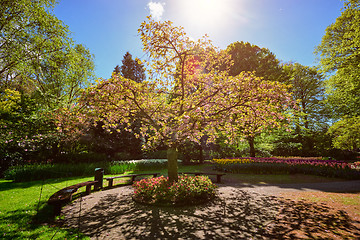 Image showing Blooming tree in Keukenhof flower garden, Netherlands