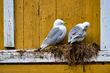 Image showing Seagull bird close up