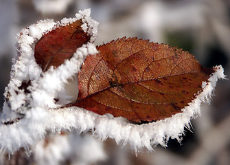 Image showing leaf