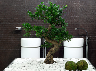 Image showing Bonsai bath