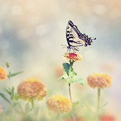 Image showing Swallowtail butterfly on colorful zinnia flowers