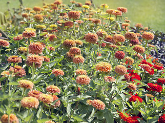 Image showing Beautiful colorful zinnia elegans flowers in bloom