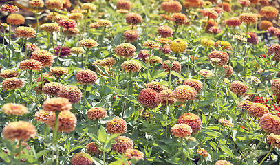 Image showing Beautiful colorful zinnia elegans flowers in bloom