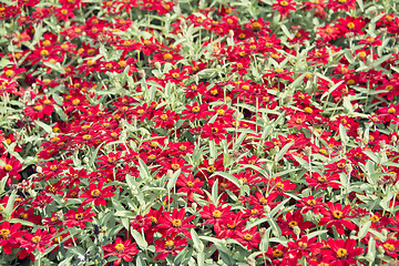 Image showing Beautiful red zinnia  flowers in bloom