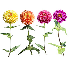 Image showing Beautiful colorful zinnia elegans flowers in bloom on white back