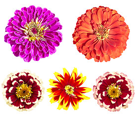 Image showing Beautiful colorful zinnia elegans flowers in bloom on white back