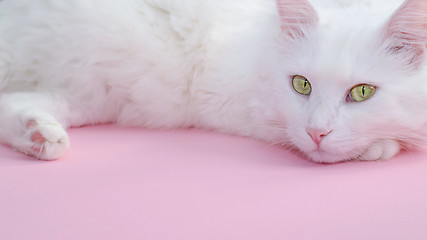 Image showing Delicate pastel pink background with a place for text below and a fluffy white cat on top.