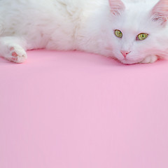 Image showing Delicate pastel pink background with a place for text below and a fluffy white cat on top.