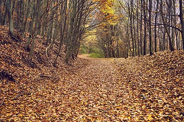 Image showing Autumn forest path