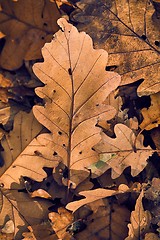 Image showing Fallen autumn leaves