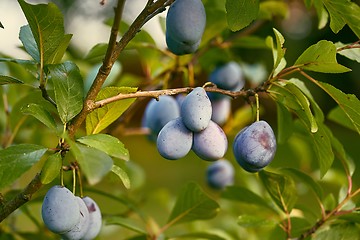 Image showing Plum tree closeup