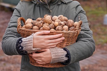 Image showing Collecting walnuts in a basket