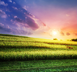 Image showing The corn field at a sunset