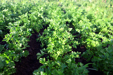 Image showing green parsley on field