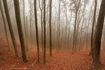 Image showing Autumn Forest Fog