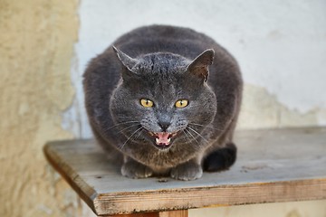 Image showing Cat being a bench