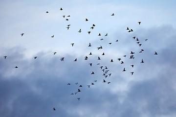 Image showing Birds flying in cloudy sky