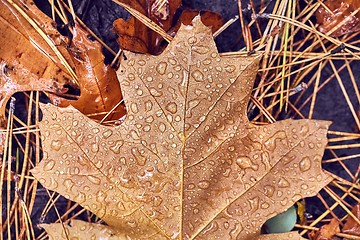 Image showing Autumn leaf on ground with raindrops