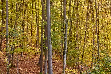 Image showing Autumn colors in a forest