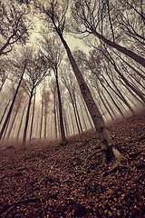 Image showing Bare trees against gloomy sky