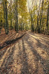 Image showing Autumn forest path between trees