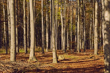 Image showing Autumn colors in a forest