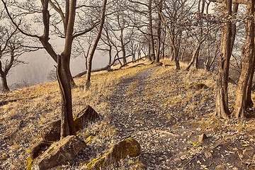 Image showing Autumn forest path