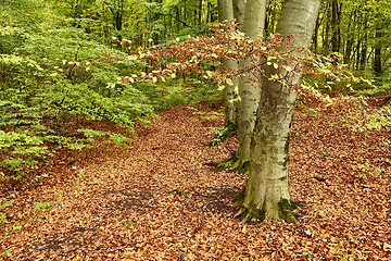 Image showing Autumn colors in a forest