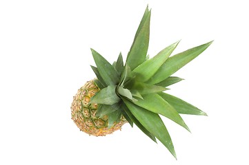 Image showing Pineapple