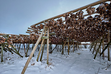 Image showing Drying flakes for stockfish cod fish in winter. Lofoten islands,