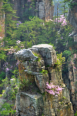 Image showing Zhangjiajie mountains, China