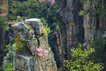 Image showing Zhangjiajie mountains, China