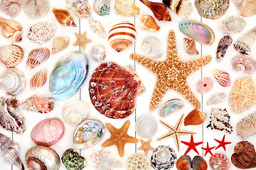 Image showing Large Seashell Collection