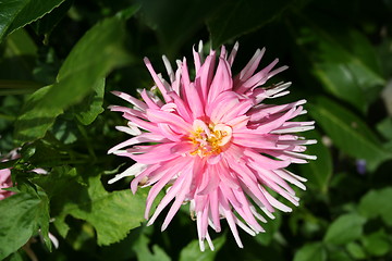 Image showing Dahlia flower