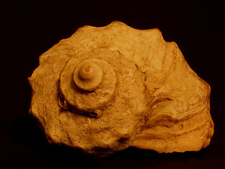 Image showing shell