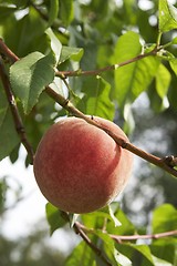 Image showing Peach