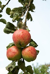 Image showing Three apple