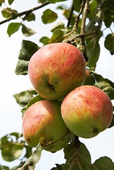 Image showing Three apple