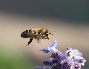 Image showing Honey Bee in Flight