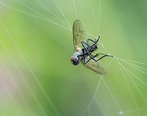 Image showing Fly in Web