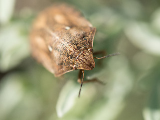 Image showing Tortoise Shield Bug