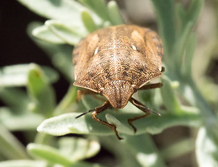 Image showing Tortoise Shield Bug