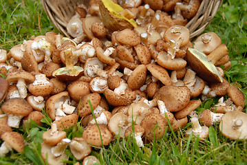 Image showing Mushrooms in grass