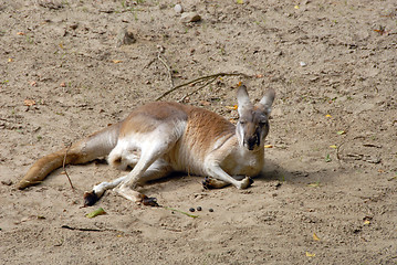 Image showing An eastern grey kangaroo