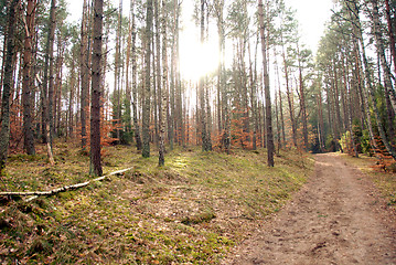 Image showing road in forest