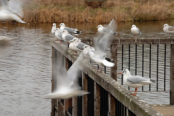 Image showing gulls