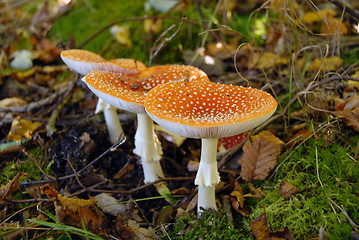 Image showing Mushrooms in forest