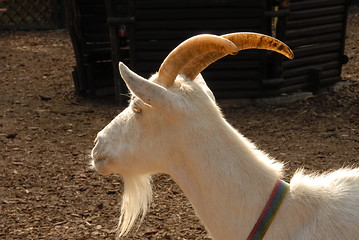 Image showing white goat